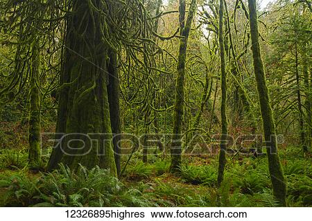 The lush rainforest of Goldstream Provincial Park; British Columbia, Canada View Large Photo Image Stock Photograph - The lush rainforest of Goldstream Provincial Park; British Columbia, Canada. Fotosearch
