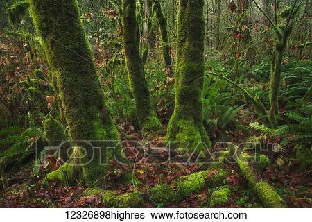 Stock Photograph - The lush rainforest of Goldstream Provincial Park; British Columbia, Canada. Fotosearch