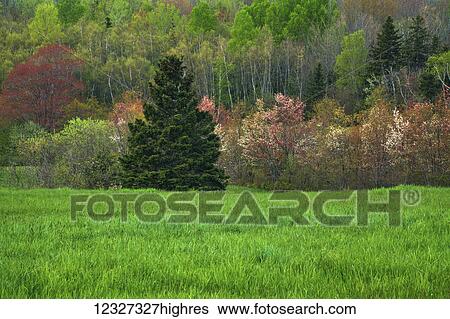 Stock Photograph - The many colors of spring blossoms, leaves and red seed heads; Belmont, Nova Scotia, Canada. Fotosearch