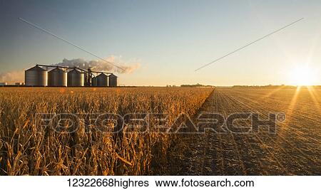 The Poet Biorefinery, an ethanol producer, and corn field, near Groton; South Dakota, United States of America View Large Photo Image Stock Photograph - The Poet Biorefinery, an ethanol producer, and corn field, near Groton; South Dakota, United States of America. Fotosearch