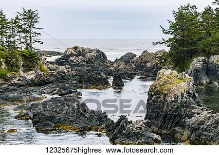 The rocky scenic viewpoint of a secluded ocean cove on the rugged west coast of Vancouver island along the lighthouse hiking trail; Ucluelet, British Columbia, Canada View Large Photo Image Stock Photograph - The rocky scenic viewpoint of a secluded ocean cove on the rugged west coast of Vancouver island along the lighthouse hiking trail; Ucluelet, British Columbia, Canada. Fotosearch