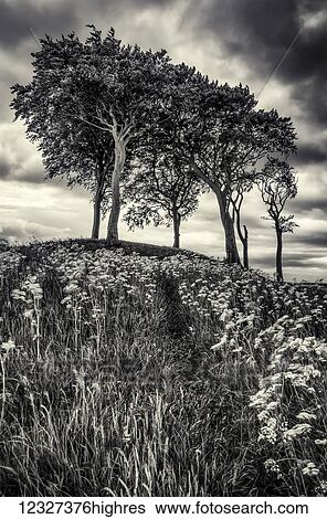 Stock Photograph - The Seven Sisters Round Barrow, Copt Hill is a scheduled ancient monument. The site was first excavated in 1877 and the remains of several bodies were found dating back to the Neolithic period and other artifacts were dated to the Bronze Age;.... Fotosearch