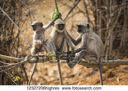 Stock Photograph - Three Hanuman langurs (Semnopithecus entellus) sitting on a tree branch; Chandrapur, Maharashtra, India. Fotosearch