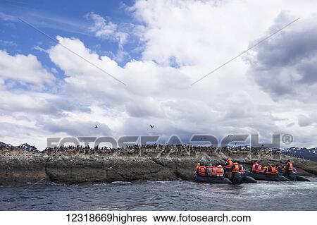 Tourist excursion to view Magellanic penguins (Spheniscus magellanicus) on Tucker Islets in Ainsworth Bay in Chilean Patagonia; Chile View Large Photo Image Stock Photograph - Tourist excursion to view Magellanic penguins (Spheniscus magellanicus) on Tucker Islets in Ainsworth Bay in Chilean Patagonia; Chile. Fotosearch
