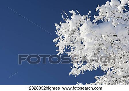Tree branches covered with snow and frost against a bright blue sky; Alaska, United States of America View Large Photo Image Stock Photograph - Tree branches covered with snow and frost against a bright blue sky; Alaska, United States of America. Fotosearch