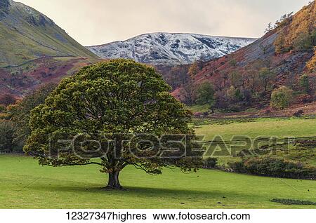 Tree in the colourful landscape of the English Lake District as winter approaches; Cumbria, England View Large Photo Image Stock Photograph - Tree in the colourful landscape of the English Lake District as winter approaches; Cumbria, England. Fotosearch