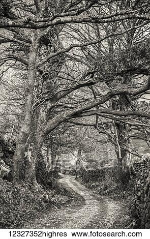 Tree lined country lane in the English Lake District in black and white; Cumbria, England View Large Photo Image Stock Photograph - Tree lined country lane in the English Lake District in black and white; Cumbria, England. Fotosearch