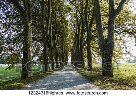 Tree lined path leading to Lake Geneva, University of Lausanne; Lausanne, Switzerland View Large Photo Image Stock Photograph - Tree lined path leading to Lake Geneva, University of Lausanne; Lausanne, Switzerland. Fotosearch