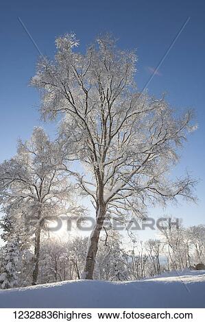 Trees covered in hoarfrost backlit by the sunlight against a blue sky; Alaska, United States of America View Large Photo Image Stock Photograph - Trees covered in hoarfrost backlit by the sunlight against a blue sky; Alaska, United States of America. Fotosearch