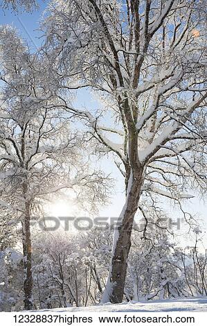 Stock Photograph - Trees covered in snow and hoarfrost backlit by the sunlight against a blue sky; Alaska, United States of America. Fotosearch