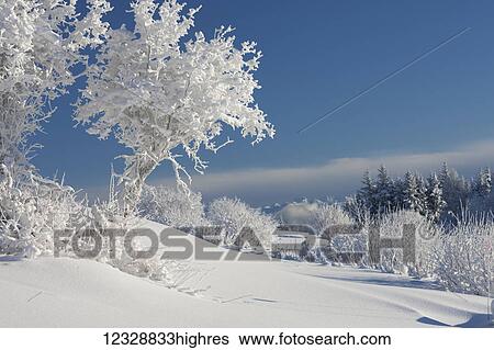 Stock Photograph - Trees on a landscape all white with snow and frost with a bright blue sky; Alaska, United States of America. Fotosearch