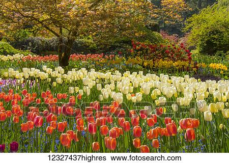 Stock Photograph - Tulips blossoming in Butchart Gardens; Victoria, British Columbia, Canada. Fotosearch
