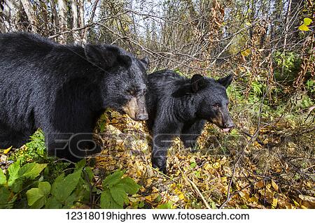 Stock Photograph - Two Black bears among autumn foliage, Southcentral Alaska, USA. Fotosearch