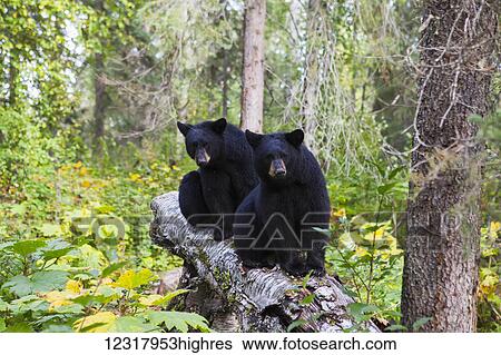 Two Black bears sit on a log among forest understory, Southcentral Alaska, USA View Large Photo Image Stock Photograph - Two Black bears sit on a log among forest understory, Southcentral Alaska, USA. Fotosearch