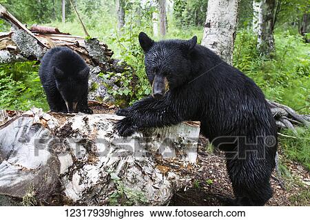 Two Black bears, Southcentral Alaska, USA View Large Photo Image Stock Photograph - Two Black bears, Southcentral Alaska, USA. Fotosearch