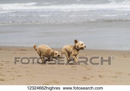Stock Photograph - Two blond cockapoos running on a beach at the water's edge; South Shields, Tyne and Wear, England. Fotosearch
