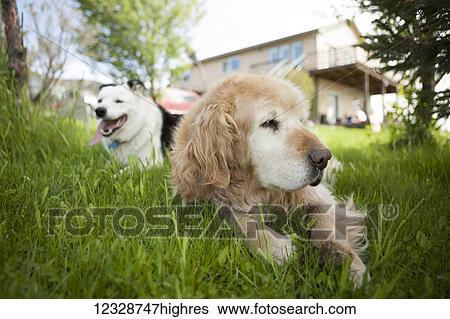 Two dogs of different breeds laying on the grass in a backyard; Alaska, United States of America View Large Photo Image Stock Photograph - Two dogs of different breeds laying on the grass in a backyard; Alaska, United States of America. Fotosearch