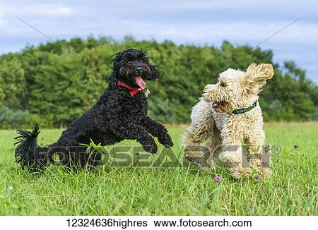 Two dogs play in a grass field; Whitburn, Tyne and Wear, England View Large Photo Image Stock Photograph - Two dogs play in a grass field; Whitburn, Tyne and Wear, England. Fotosearch