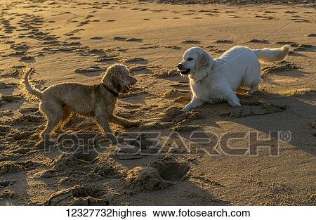 Stock Photograph - Two dogs playing in the sand at the beach at dusk; South Sheilds, Tyne and Wear, England. Fotosearch