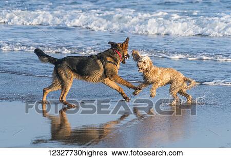 Two dogs playing on the wet sand at the water's edge on a beach; South Shields, Tyne and Wear, England View Large Photo Image Stock Photograph - Two dogs playing on the wet sand at the water's edge on a beach; South Shields, Tyne and Wear, England. Fotosearch