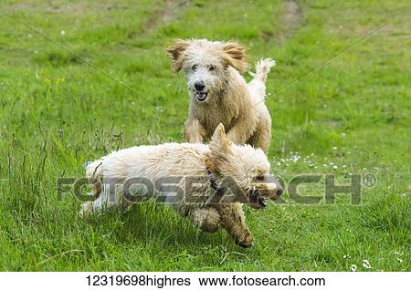 Stock Photograph - Two dogs running and playing on a grass field; South Shields, Tyne and Wear, England. Fotosearch