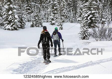 Stock Photograph - Two female snowshoers on a snow covered trail around snow covered evergreen trees; Kananaskis Country, Alberta, Canada. Fotosearch