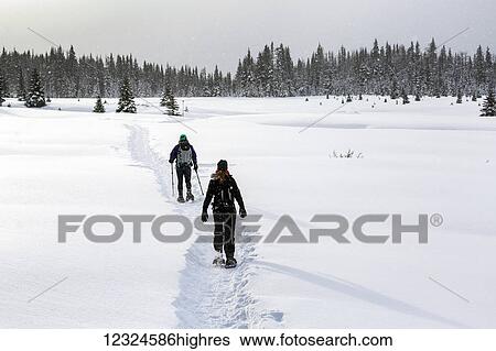 Stock Photograph - Two female snowshoers on a snow covered trail in an open meadow with snow covered evergreen trees; Kananaskis Country, Alberta, Canada. Fotosearch