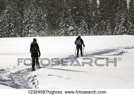 Stock Photograph - Two female snowshoers on a snow covered trail in an open meadow with snow covered evergreen trees; Kananaskis Country, Alberta, Canada. Fotosearch