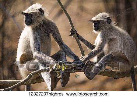 Stock Photograph - Two Hanuman langurs (Semnopithecus entellus) sitting on a tree branch; Chandrapur, Maharashtra, India. Fotosearch