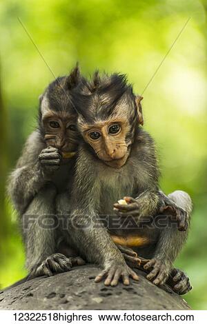 Stock Photograph - Two monkeys sits closely together on a rock, Monkey Forest; Ubud, Bali Island, Indonesia. Fotosearch