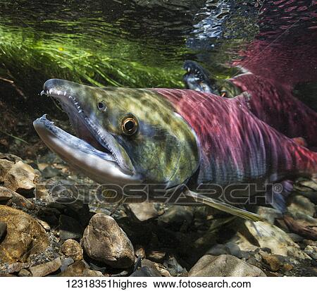 Stock Photograph - Underwater view of a female sockeye salmon (Oncorhynchus nerka) in Power Creek near Cordova, Alaska in the summer; Alaska, United States of America. Fotosearch