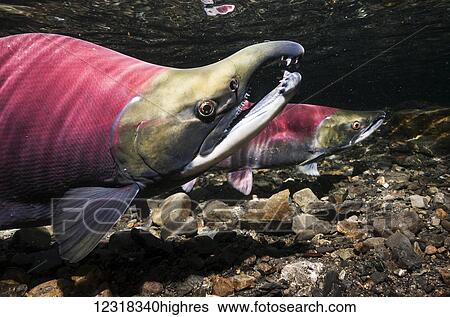 Stock Photograph - Underwater view of a male sockeye salmon (Oncorhynchus nerka) in Power Creek near Cordova, Alaska in the summer; Alaska, United States of America. Fotosearch