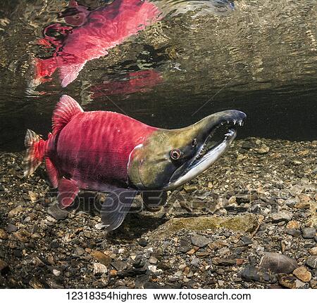 Stock Photograph - Underwater view of a male sockeye salmon (Oncorhynchus nerka) in Power Creek near Cordova, Alaska in the summer; Alaska, United States of America. Fotosearch