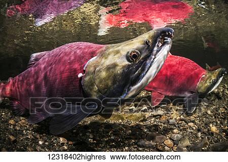 Stock Photograph - Underwater view of a male sockeye salmon (Oncorhynchus nerka) in Power Creek near Cordova, Alaska in the summer; Alaska, United States of America. Fotosearch