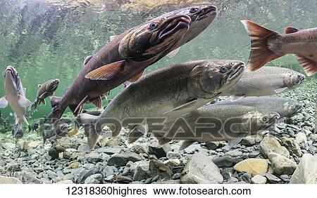 Stock Photograph - Underwater view of maturing coho salmon (Oncorhynchus kisutch) holding in a pool in Hartney Creek near Cordova, Alaska in autumn; Cordova, Alaska, United States of America. Fotosearch
