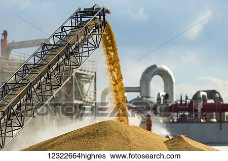 Stock Photograph - Unloading the corn harvest at the Glacial Lakes Energy ethanol plant near Mina; South Dakota, United States of America. Fotosearch