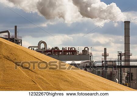 Stock Photograph - Unloading the corn harvest at the Glacial Lakes Energy ethanol plant near Mina; South Dakota, United States of America. Fotosearch
