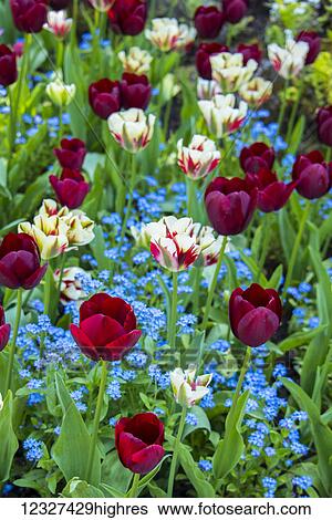 Stock Photograph - Varieties of flowers in bloom at Butchart Gardens; Victoria, British Columbai, Canada. Fotosearch
