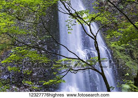 Stock Photograph - Vine Maple (Acer circinatum) trees screen Double Falls at Silver Falls State Park; Silverton, Oregon, United States of America. Fotosearch