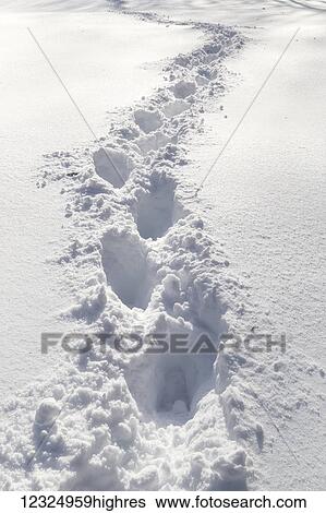 Stock Photograph - Walking footprints through pristine, fresh and deep powder snow; Deroche, British Columbia, Canada. Fotosearch