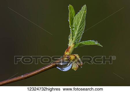 Stock Photograph - Water beads cling to Indian Plum leaves after a recent rain; Astoria, Oregon, United States of America. Fotosearch
