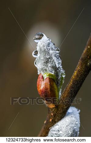 Water beads cling to willow catkins after a recent rain; Astoria, Oregon, United States of America View Large Photo Image Stock Photograph - Water beads cling to willow catkins after a recent rain; Astoria, Oregon, United States of America. Fotosearch