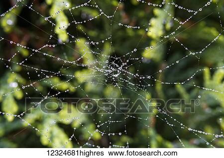 Stock Photograph - Water droplets on a spider web; North Yorkshire, England. Fotosearch