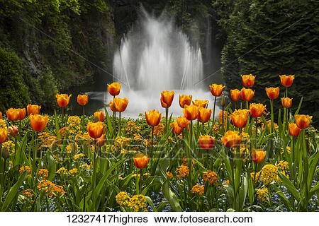 Stock Photograph - Water fountain and tulips at Butchart Gardens; Victoria, British Columbia, Canada. Fotosearch