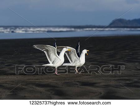 Stock Photograph - Western Gulls (Larus occidentalis) perform courtship rituals on the Oregon Coast; Hammond, Oregon, United States of America. Fotosearch