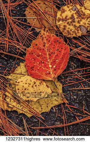 Wet Aspen leaves and pine needles in autumn litter a park road in Laurie Provincial Park; Wellington, Nova Scotia, Canada View Large Photo Image Stock Photograph - Wet Aspen leaves and pine needles in autumn litter a park road in Laurie Provincial Park; Wellington, Nova Scotia, Canada. Fotosearch