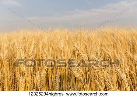 Stock Photograph - Wheat in a field under a blue sky with cloud; Val Marie, Saskatchewan, Canada. Fotosearch