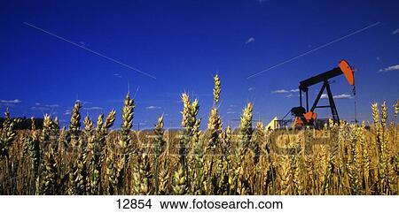 Wheat with oil pump in background View Large Photo Image Picture - Wheat with oil pump in background. Fotosearch