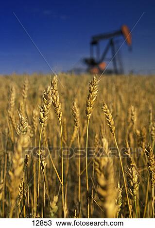 Wheat with oil pump in background View Large Photo Image Stock Image - Wheat with oil pump in background. Fotosearch