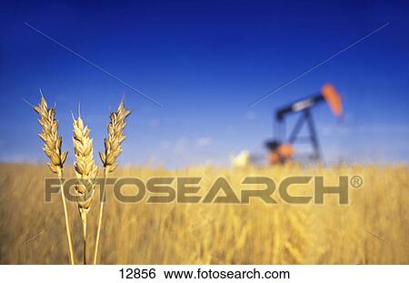 Wheat with oil pump in background View Large Photo Image Stock Photograph - Wheat with oil pump in background. Fotosearch